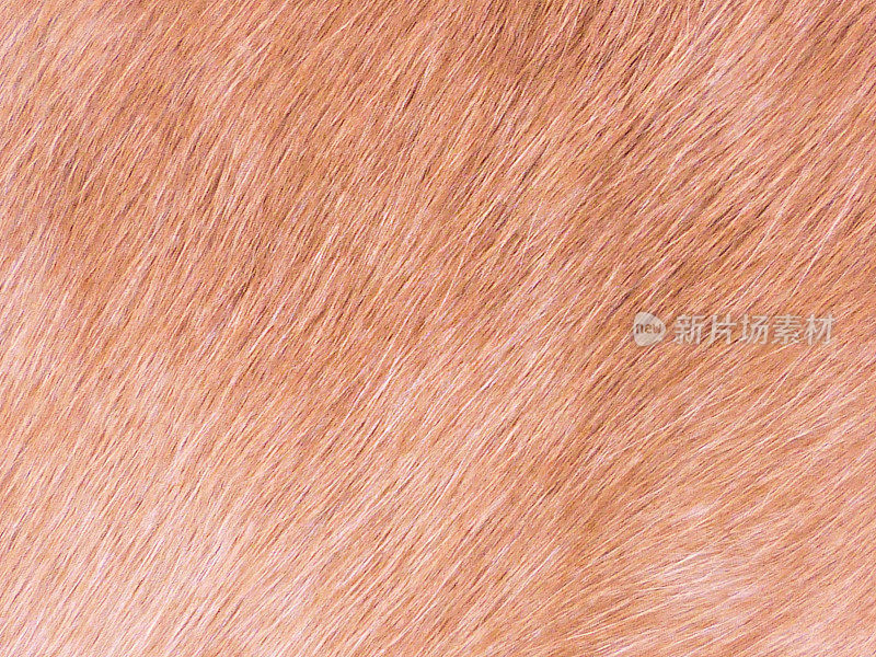 Palomino Quarter Horse Pony Hair抽象背景